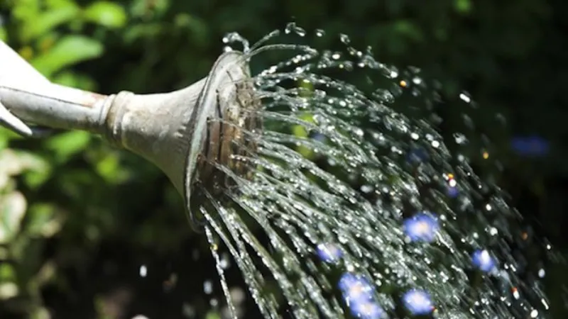 Tưới nước cho cây tuyết tùng với lượng vừa đủ, tránh để đất bị úng nước