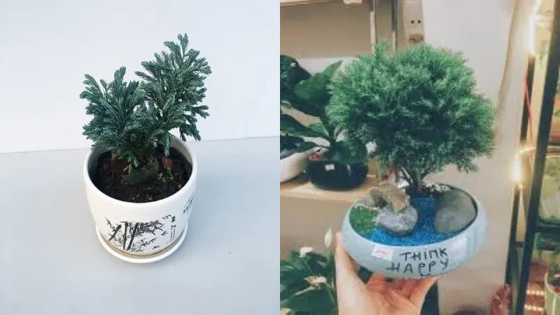 Cây tuyết tùng trồng làm cảnh có thể được tìm mua tại các cửa hàng cây cảnh uy tín