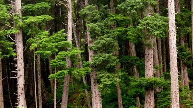 Cây tuyết tùng là loại cây thân gỗ với tán lá kim đặc trưng