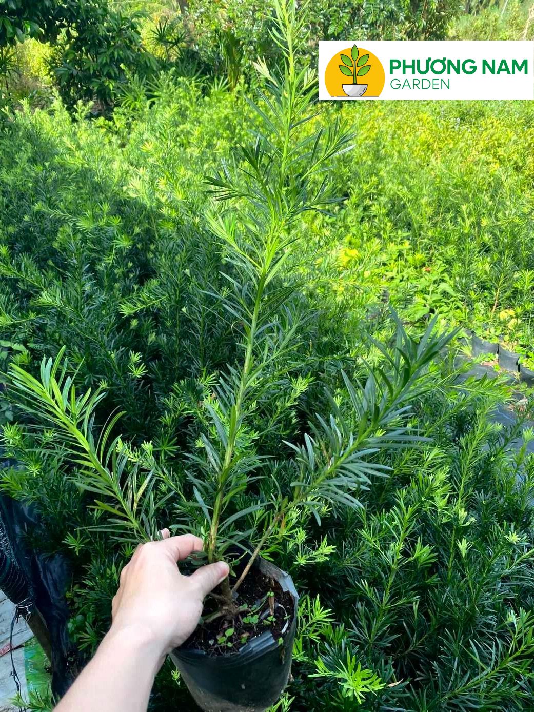 Cách Trồng Cây Xương Cá: Kỹ Thuật Chăm Sóc Và Tạo Dáng Chuẩn Chuyên Gia