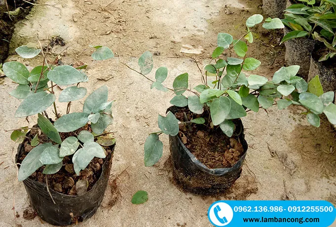 Cây vảy ốc trồng bầu khỏe mạnh