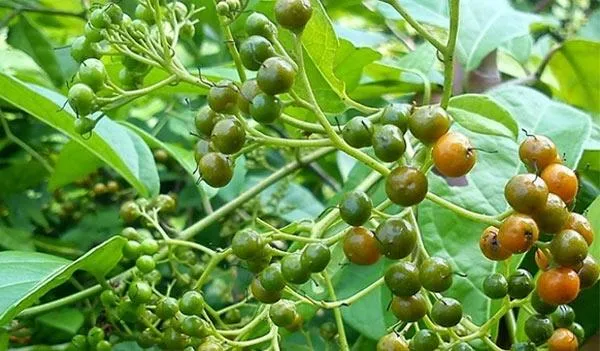 Hình ảnh cây Xạ Đen trong giai đoạn ra hoa kết quả, các chùm quả nhỏ màu vàng cam.