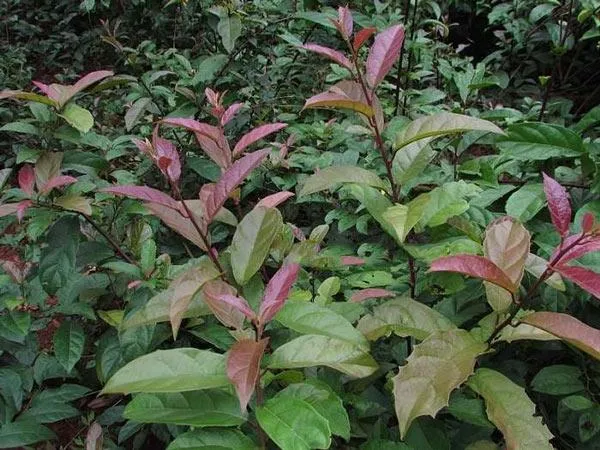 Cây Xạ Đen đã trưởng thành, dây leo quấn quanh trụ đỡ, lá xanh tươi.