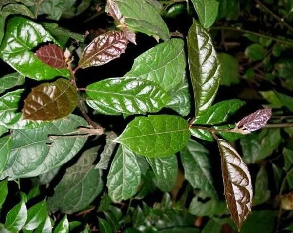 Hình ảnh tổng thể một vườn Xạ Đen, cây phát triển xanh tốt, được trồng thành luống.