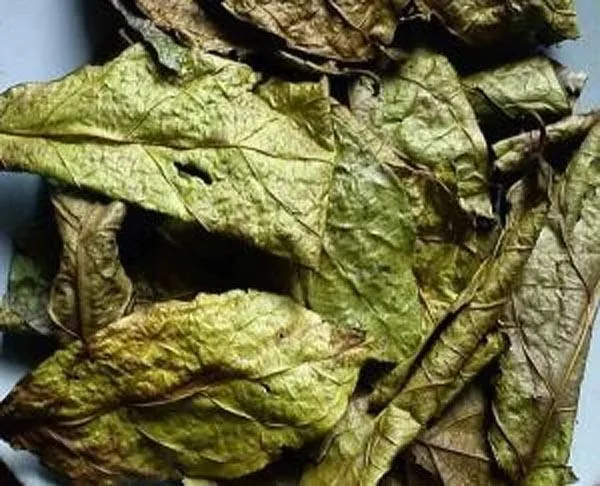 Hình ảnh cận cảnh lá Xạ Đen, lá non có màu đỏ tía, lá già màu xanh đậm.