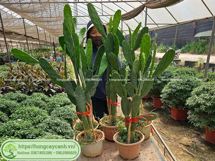 Cây xương rồng tai thỏ cao 1m được trồng trong chậu