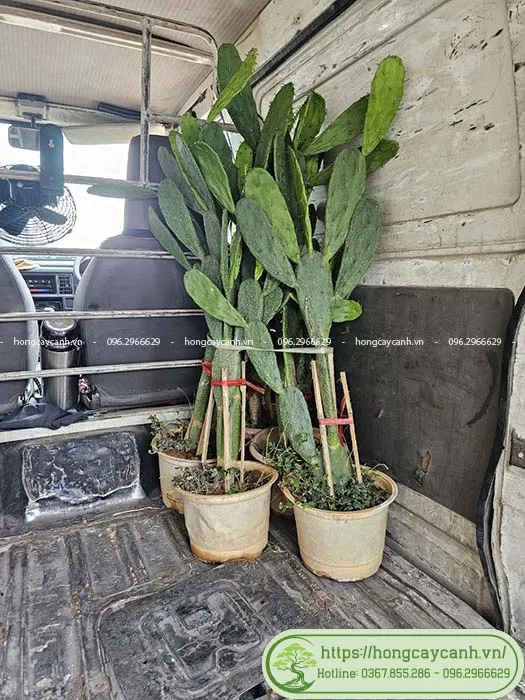 Cây xương rồng tai thỏ được chuẩn bị để giao cho khách hàng tại Hà Nội