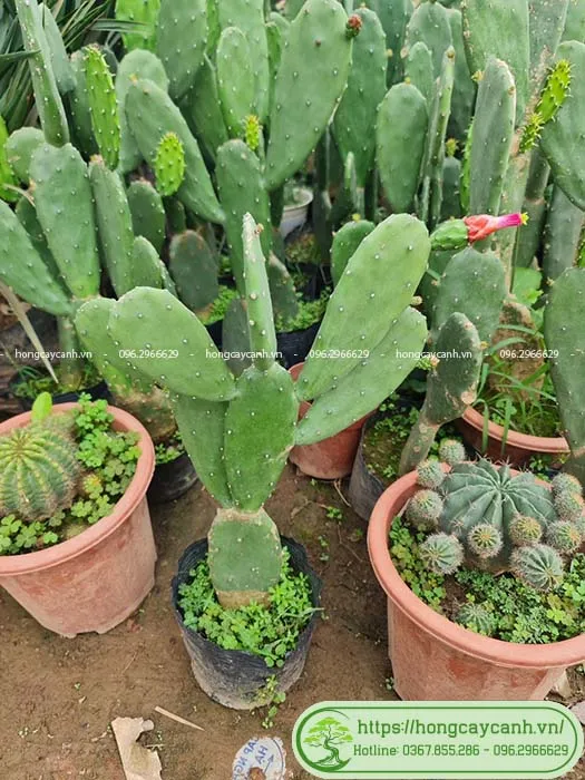 Cây xương rồng tai thỏ ra hoa màu vàng đẹp mắt