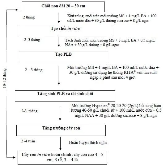 Sơ đồ quy trình nhân giống Lan Kiếm vàng Phan Trí bằng công nghệ in vitro