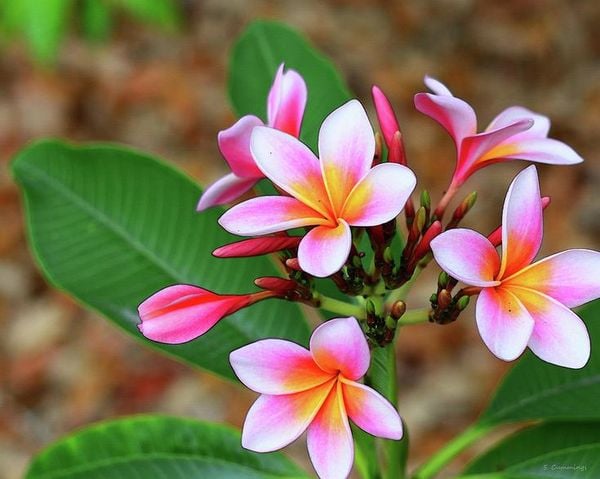 Cách Trồng Hoa Hướng Dương Trong Chậu Đón Tết Rực Rỡ Và Chi Tiết Nhất