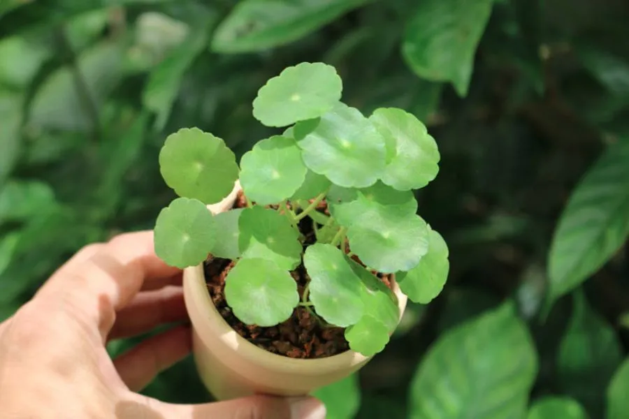 Cây Đồng Tiền phù hợp trồng trong bóng râm, giúp cây có thể phát triển xanh tốt hơn