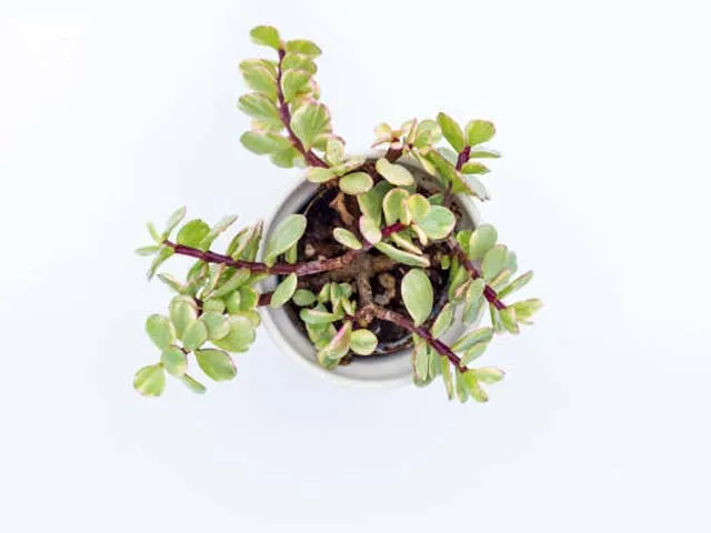 Kỹ thuật chăm sóc sen đá đô la trắng bao gồm kiểm soát ánh sáng và lịch tưới nước phù hợp