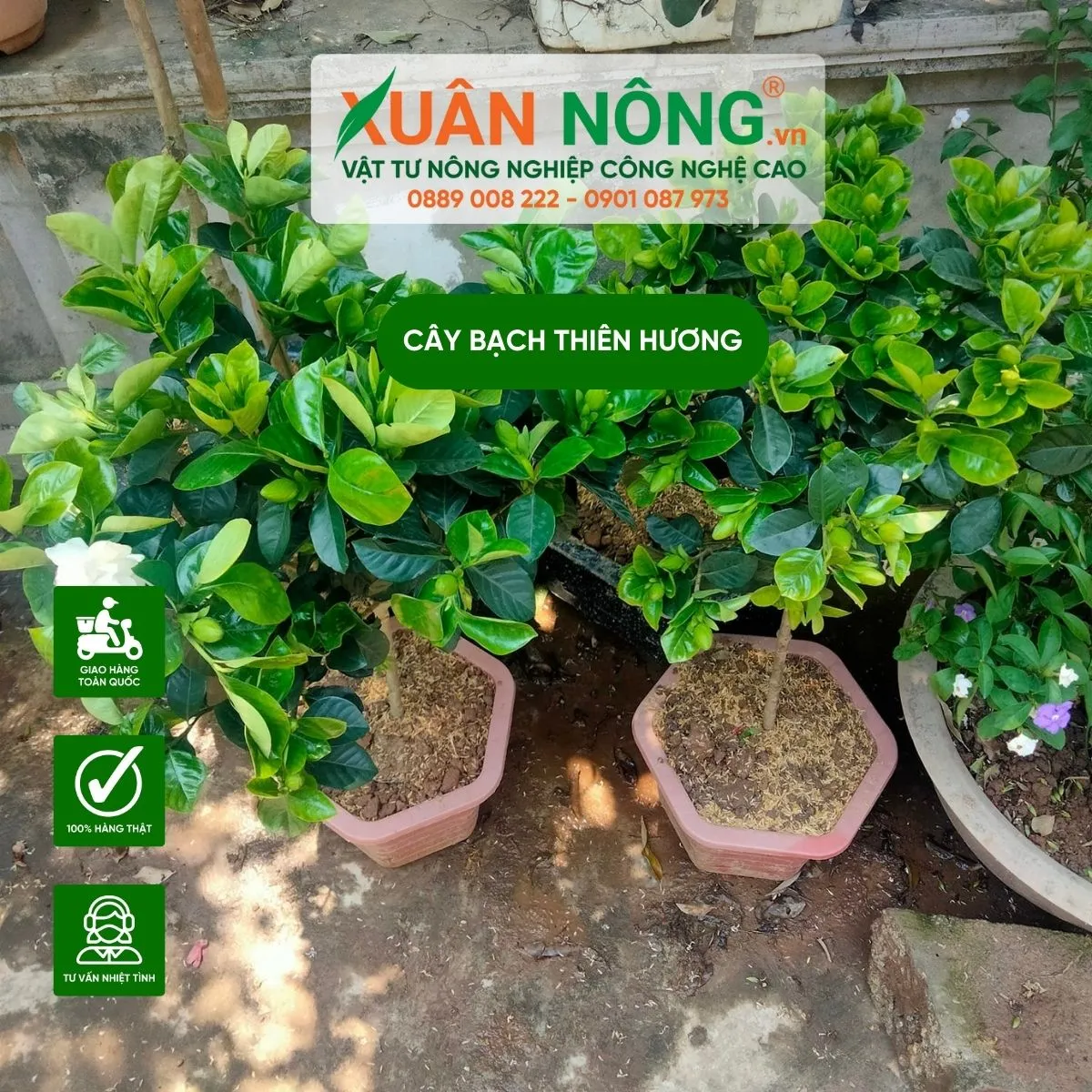 Hướng dẫn chi tiết cách chăm sóc cây Bạch Thiên Hương để kích thích ra hoa và phòng ngừa bệnh