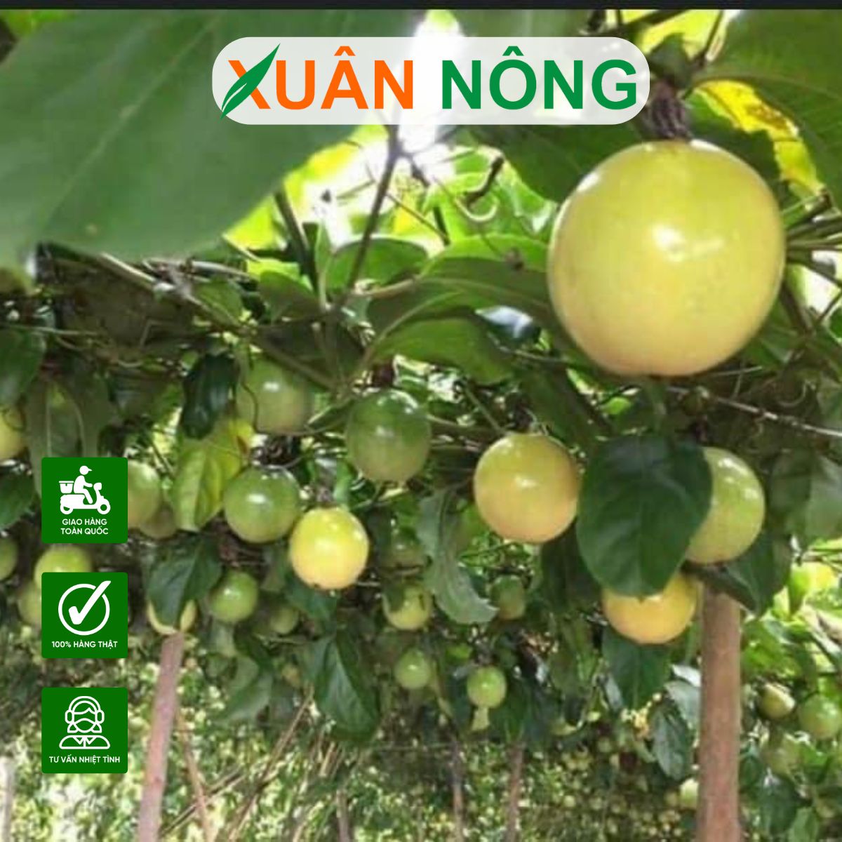 Kỹ Thuật Trồng Chanh Dây Toàn Diện: Hướng Dẫn Chi Tiết Từ A-Z