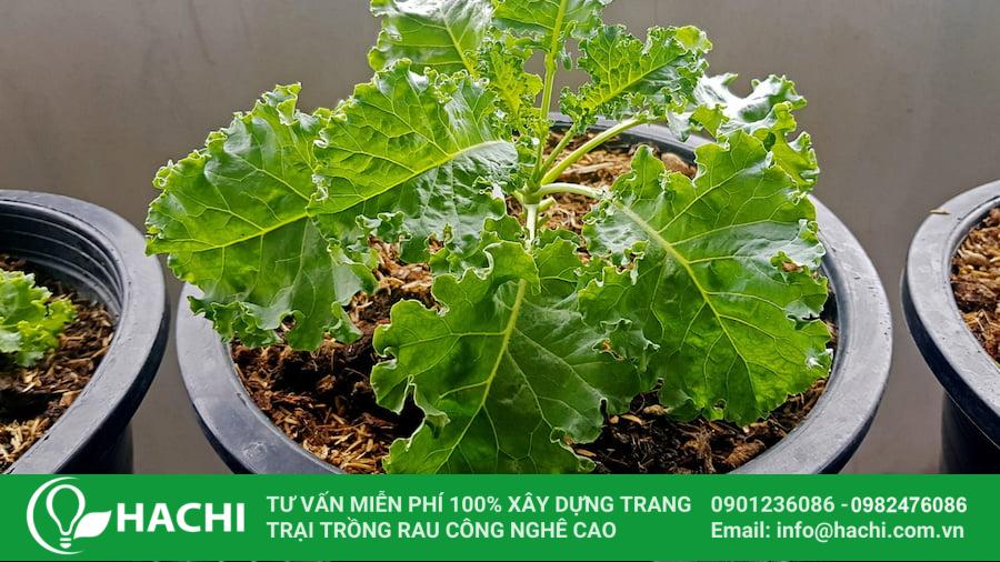 Cách Trồng Cây Cải Xoăn Đạt Năng Suất Cao Tại Việt Nam