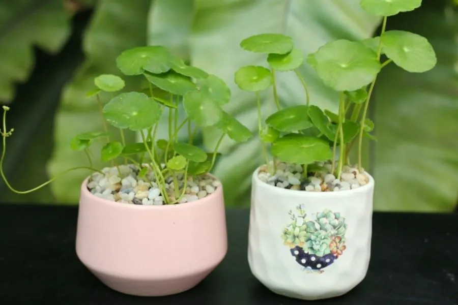 Lưu ý không nên trồng cây Cỏ Đồng Xu ở những nơi có ánh nắng quá gay gắt