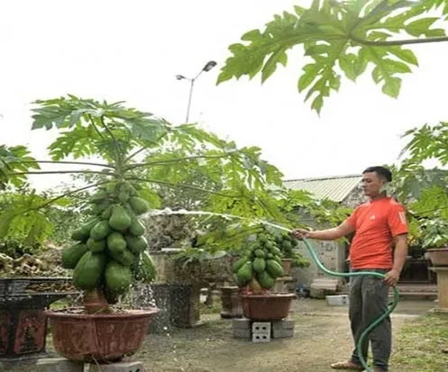 Hướng dẫn chăm sóc cây đu đủ lùn trong chậu để đạt năng suất cao