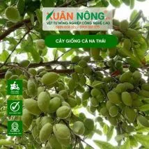 Cây giống cà na thái đã ra rễ sẵn cho năng suất cao