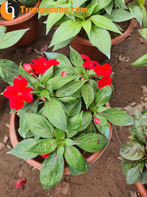 Hướng dẫn chăm sóc mai địa thảo màu đỏ cho hoa nở đúng dịp Tết