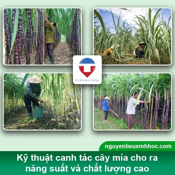 Bà con cần chú ý đến quá trình bón phân, tưới nước, phòng trừ sâu bệnh,..cho cây mía