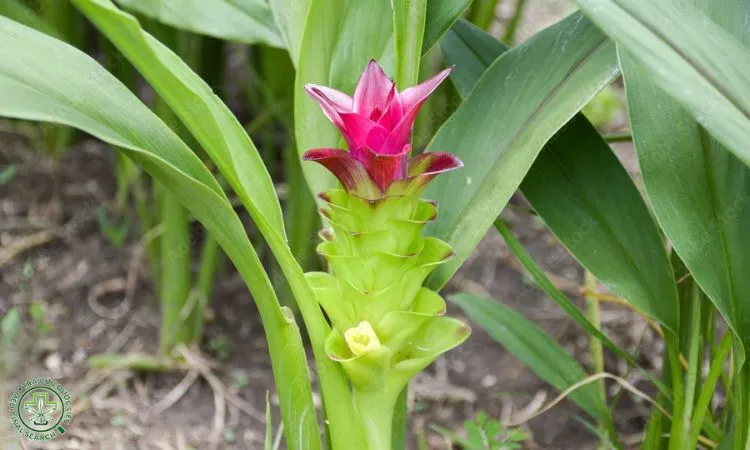 Biện pháp chăm sóc cây nghệ vàng hiệu quả