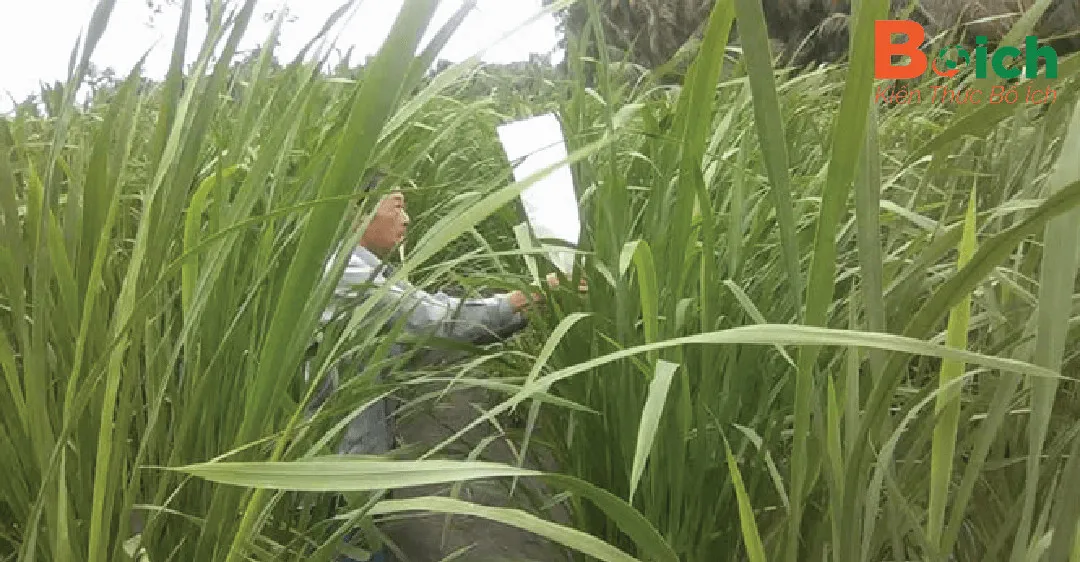 Chăm sóc và theo dõi sự phát triển của cây niễng trong giai đoạn đầu