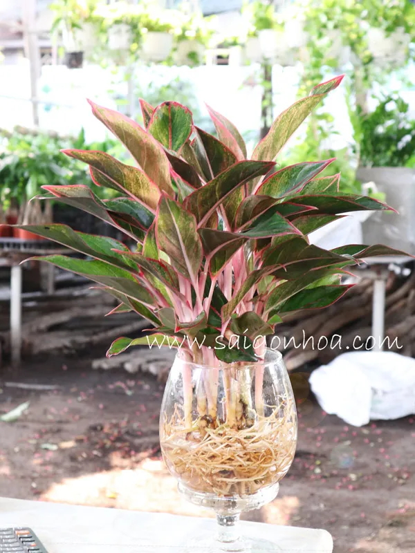 Hình ảnh chăm sóc và thay nước cho cây phú quý trồng trong bình