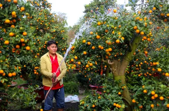 Kỹ thuật tưới nước và chăm sóc cây quất đúng cách, đảm bảo cây sinh trưởng ổn định