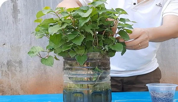 chăm sóc cây rau diếp cá thủy canh tối ưu năng suất