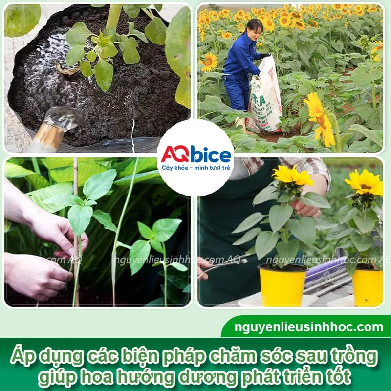 Kỹ thuật chăm sóc và tưới nước cho hoa hướng dương sau khi trồng để hoa nở rộ