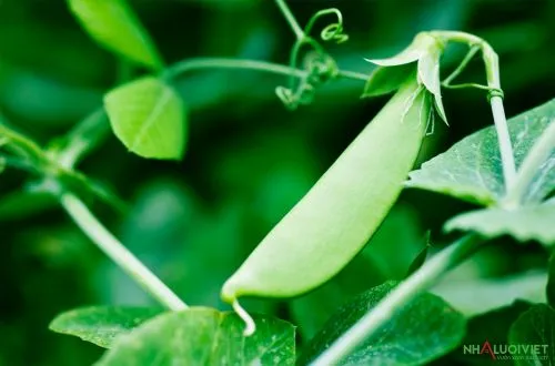 Chăm sóc cây đậu Hà Lan sau khi áp dụng cách trồng trong thùng xốp