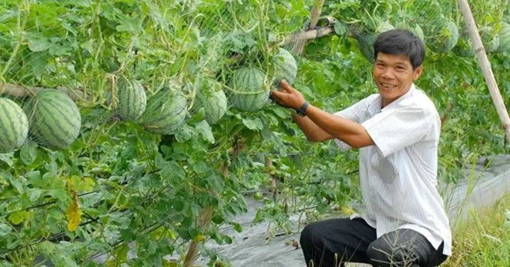 Quy trình chăm sóc dưa hấu sau khi trồng đúng cách