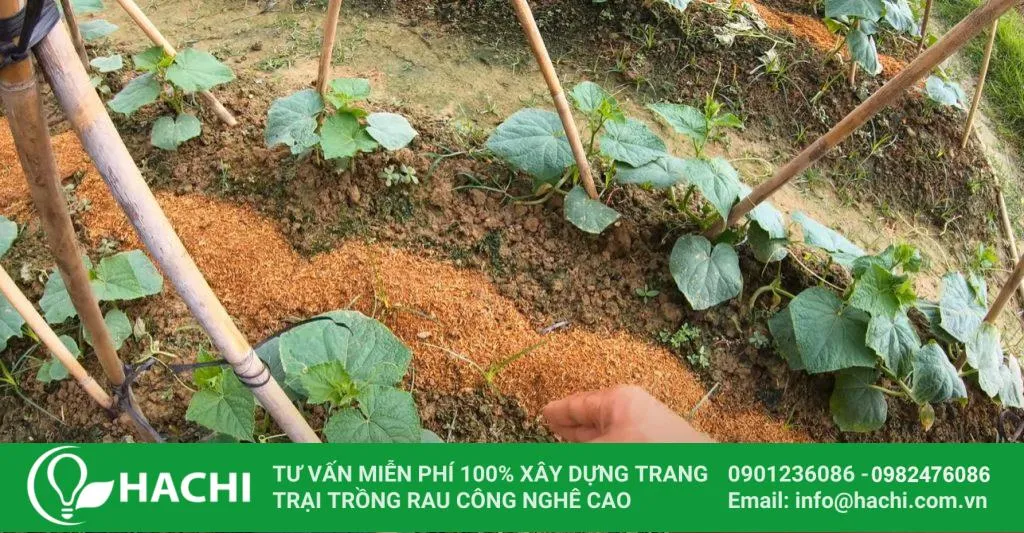 Chăm sóc kỹ lưỡng bao gồm bón phân và làm giàn cho dưa leo để đạt năng suất cao