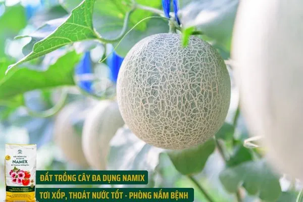 Chăm Sóc Dưa Lưới Trong Môi Trường Hạn Chế