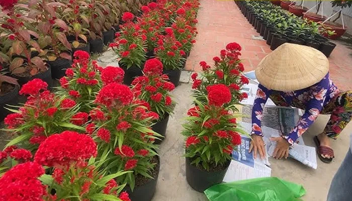 Cách chăm sóc hoa mào gà lửa nở kịp chơi Tết