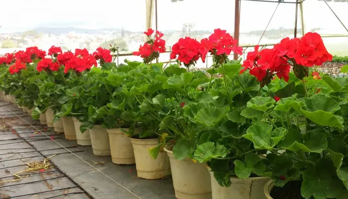 Hướng dẫn chăm sóc và bón phân chuyên biệt cho hoa phong lữ thảo ra hoa rực rỡ