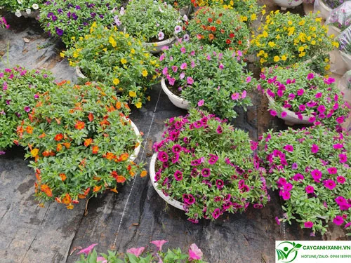 Chăm sóc triệu chuông đúng kỹ thuật cho hoa nở rực rỡ, khoe sắc