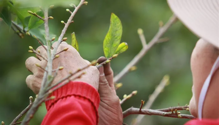 Hướng dẫn chăm sóc mai đỏ nở đúng dịp tết