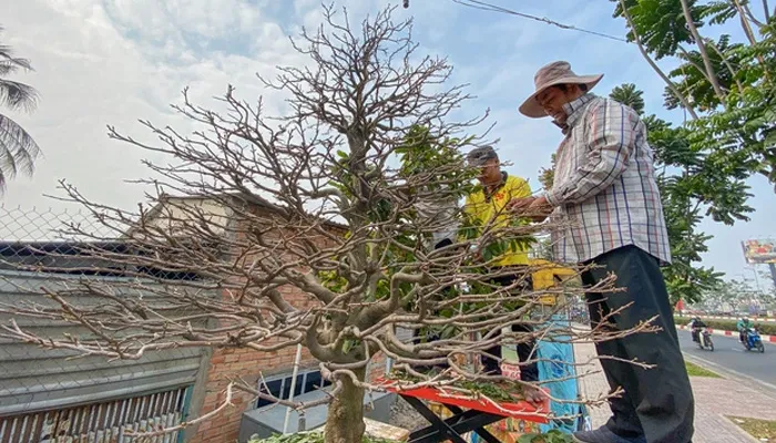 Cách xử lý khi cây mai đỏ ra hoa sớm