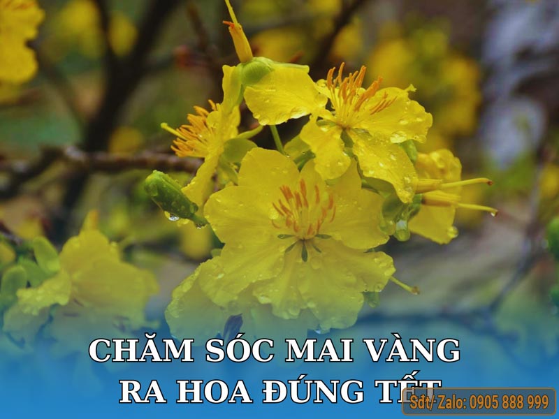 Cách Trồng Mai Miền Bắc Ra Hoa Đúng Tết Chuẩn Chuyên Gia