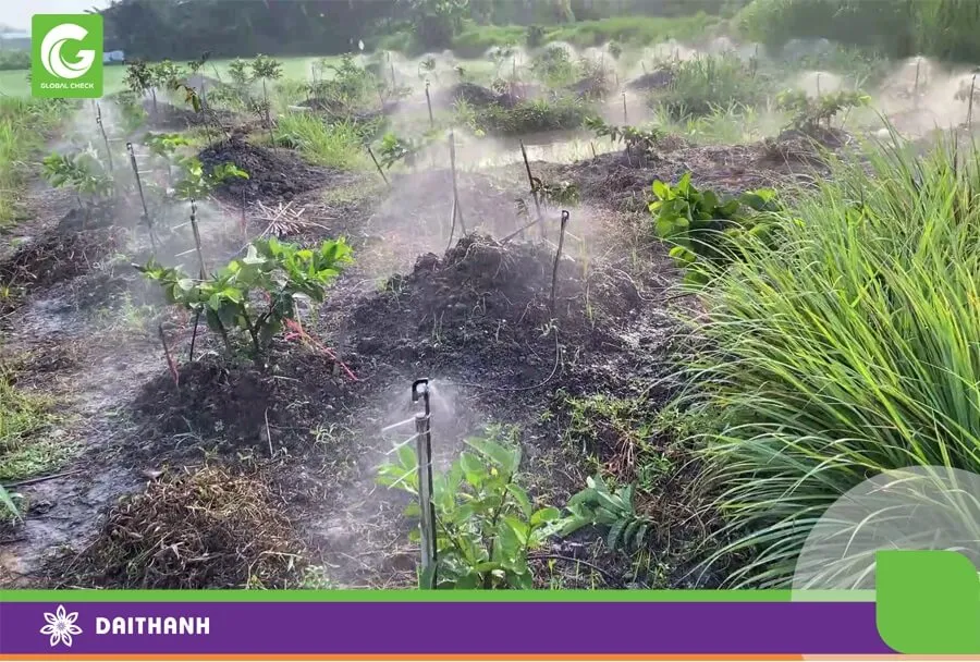 Tưới tiết kiệm giúp tiết kiệm nước, giữ ẩm và không làm úng gốc ổi