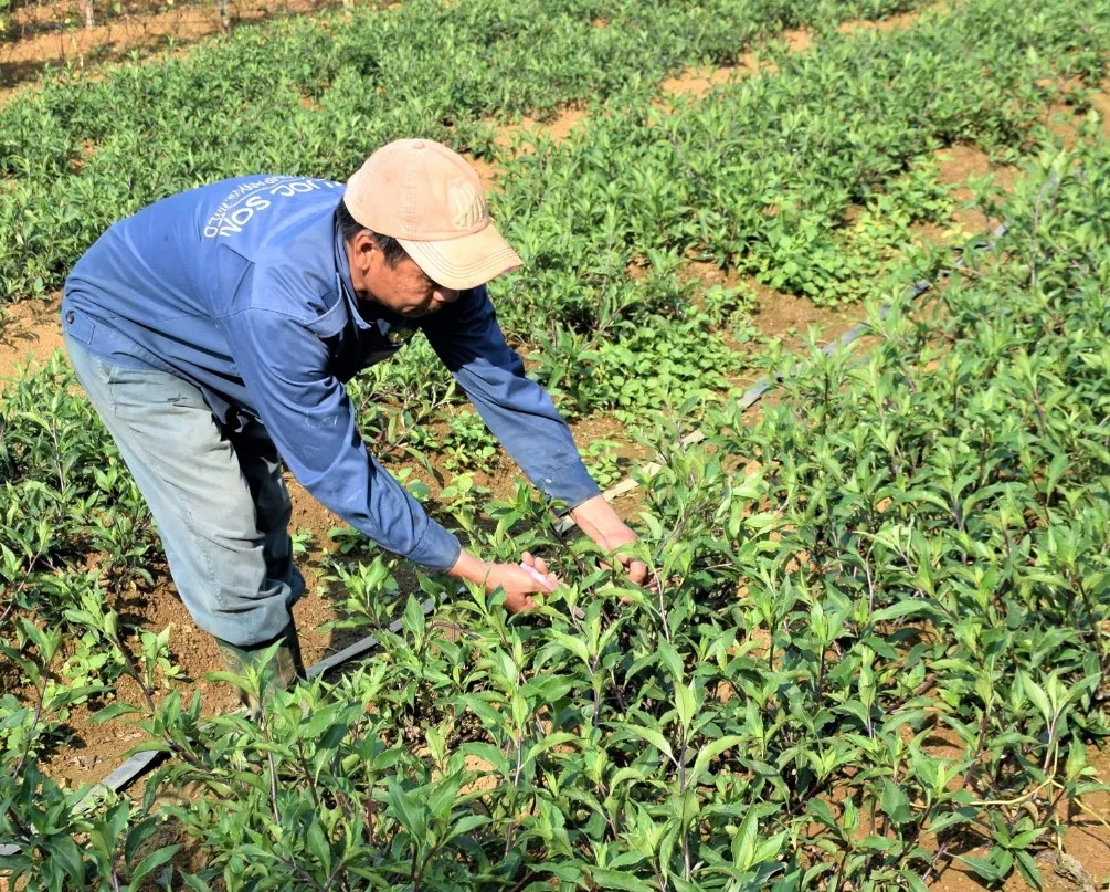 Kỹ thuật chăm sóc rau rừng Gia Lai đạt năng suất tối đa