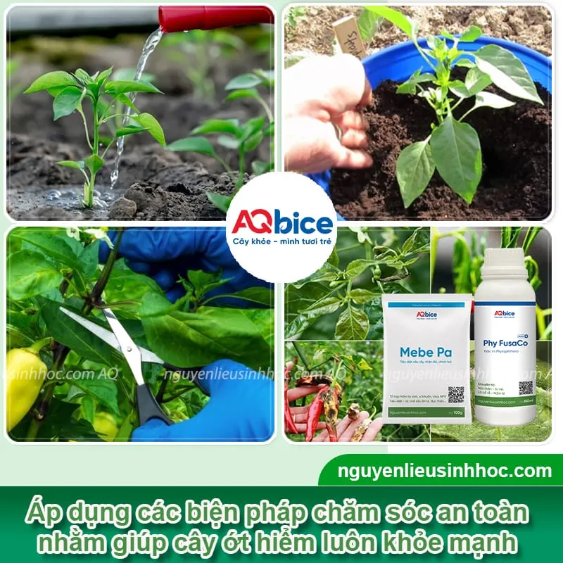 Chăm sóc sau khi trồng ớt hiểm xanh giúp cây tươi tốt, ra trái nhiều quanh năm