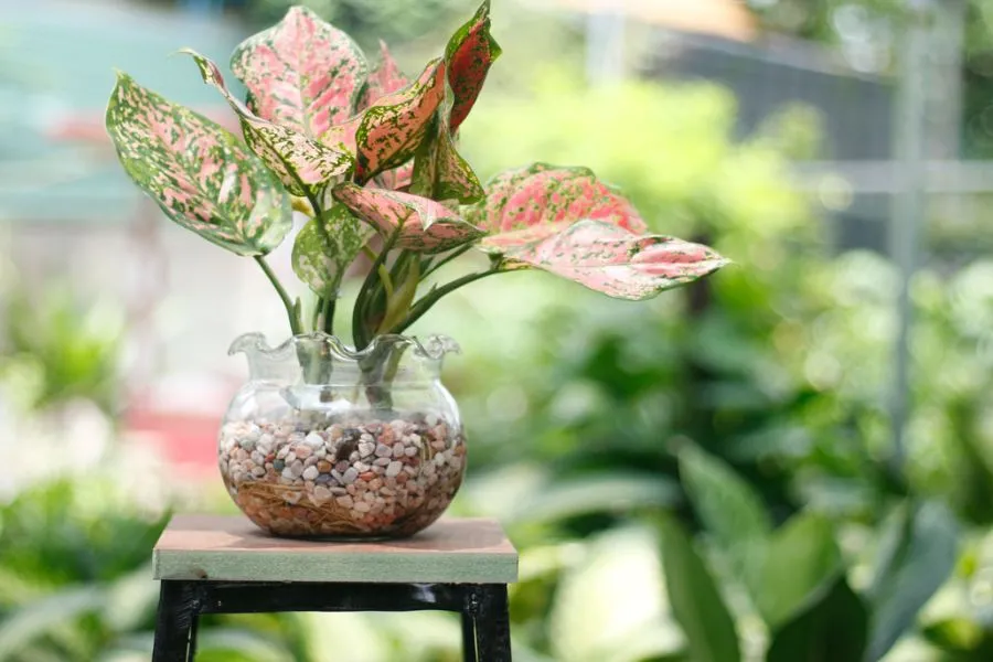 Lưu ý đặc biệt khi áp dụng cách trồng thủy sinh: cần để khoảng trống giữa gốc và lá để tránh úng thối.