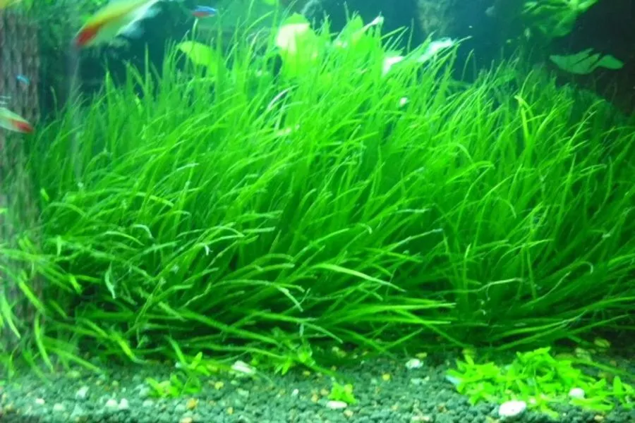 Vệ sinh bể cá thường xuyên là một phần quan trọng trong cách chăm sóc thủy sinh, tránh ô nhiễm môi trường sống của cá.