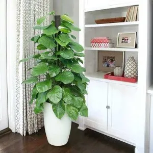 Biện pháp phòng chống và kiểm soát các loại sâu bệnh thường gặp trên cây trầu bà