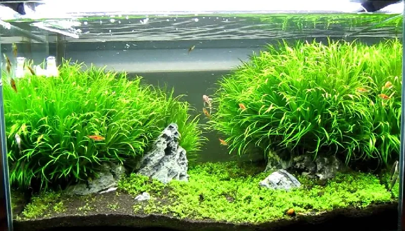 Hướng dẫn chăm sóc định kỳ cho thảm cỏ Nhật thủy sinh sau khi trồng