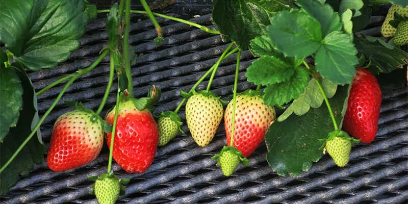 Tưới nước đúng kỹ thuật, yếu tố quan trọng trong cách trồng dâu tây ra nhiều quả