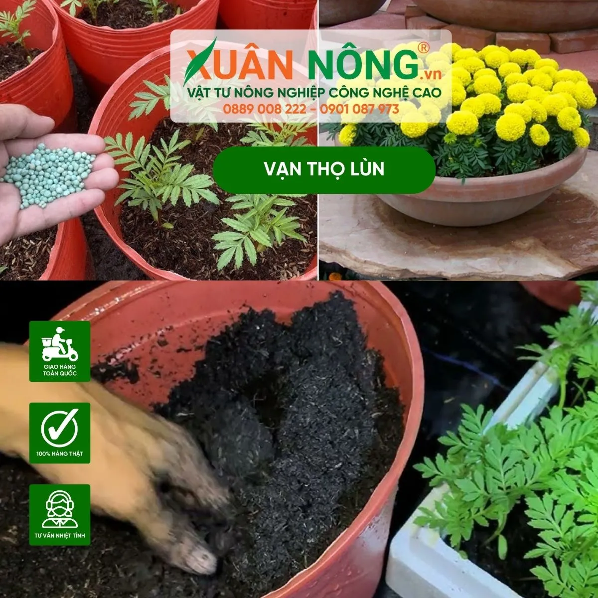 Bí quyết chăm sóc hoa vạn thọ trong chậu để hoa nở đúng Tết