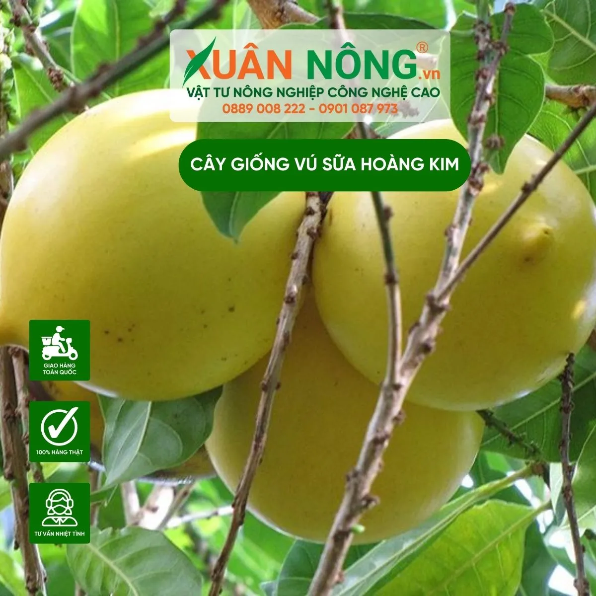 Quy trình chăm sóc cây vú sữa hoàng kim theo chu kỳ